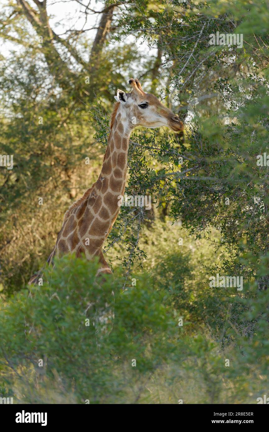 La giraffa nel Parco Nazionale di Kruger, Sud Africa Foto Stock