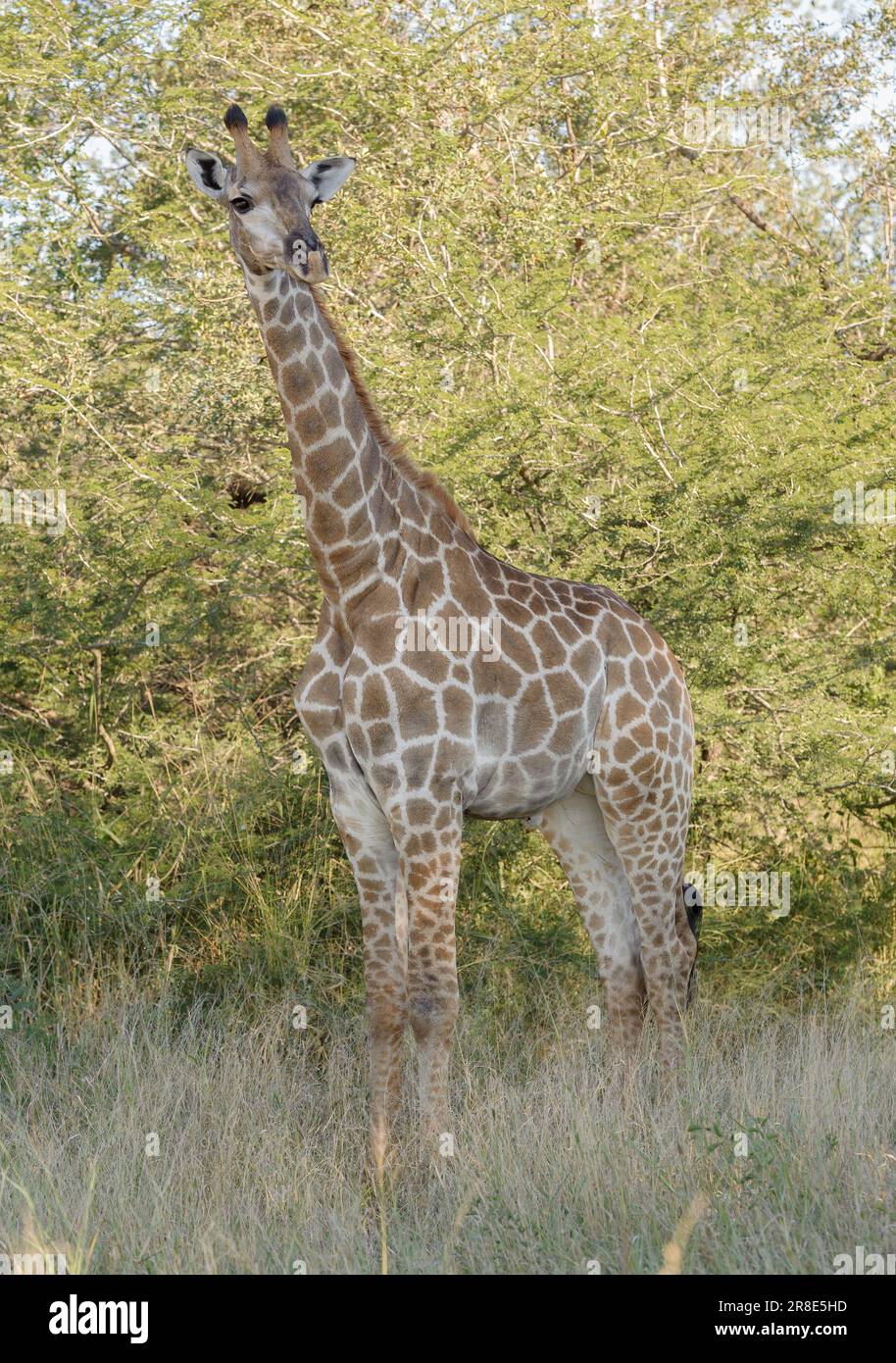 Giraffa nel Parco Nazionale di Kruger, fermo e osservatore Foto Stock