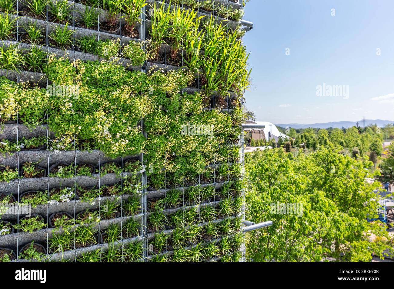 Giardinaggio verticale. Decorazione artificiale verticale verde giardino sulla parete. Foto Stock