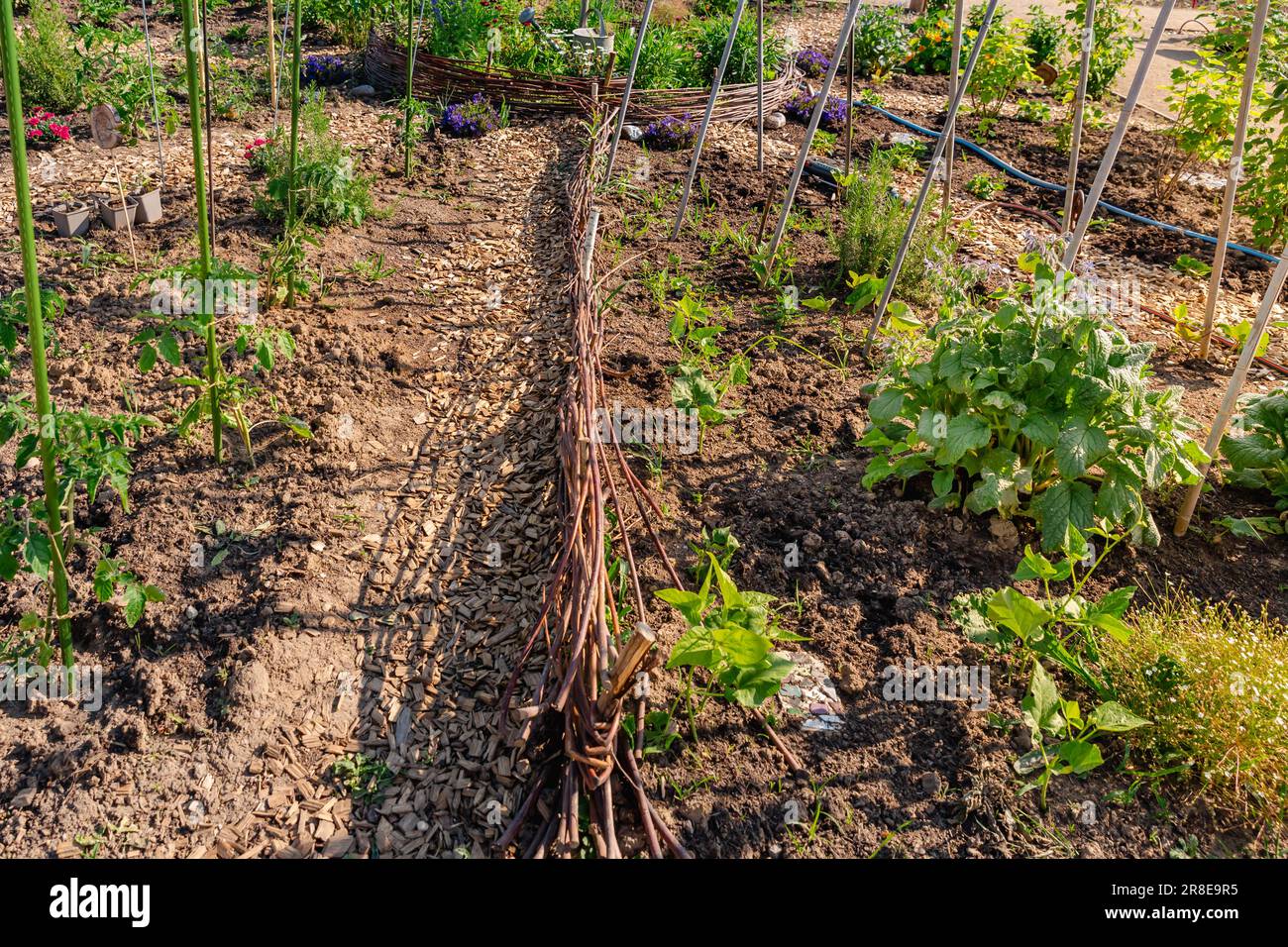 Giardino naturale di verdure cortile con recinto salice come confine per i letti Foto Stock