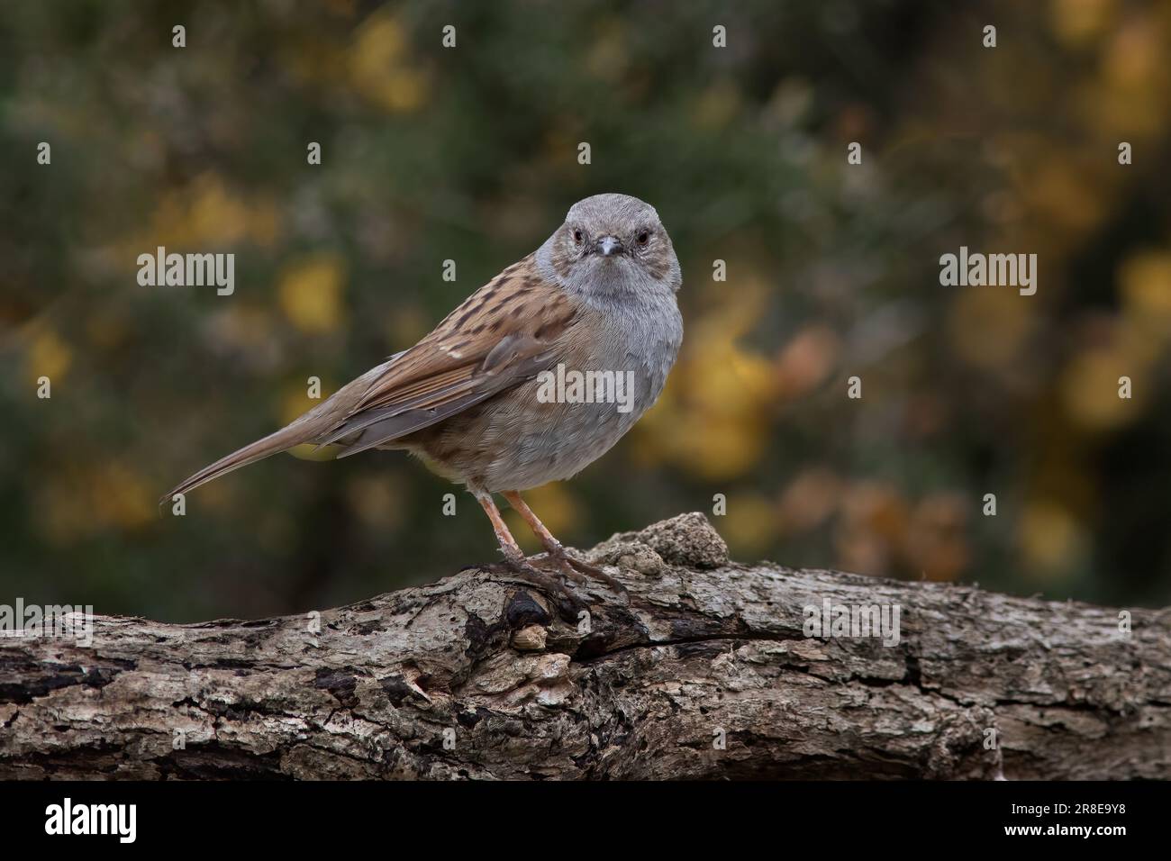 Un ritratto da vicino di un dunnock, noto anche come passero di siepe, in quanto si appoggi su un ramo guardando direttamente la telecamera Foto Stock
