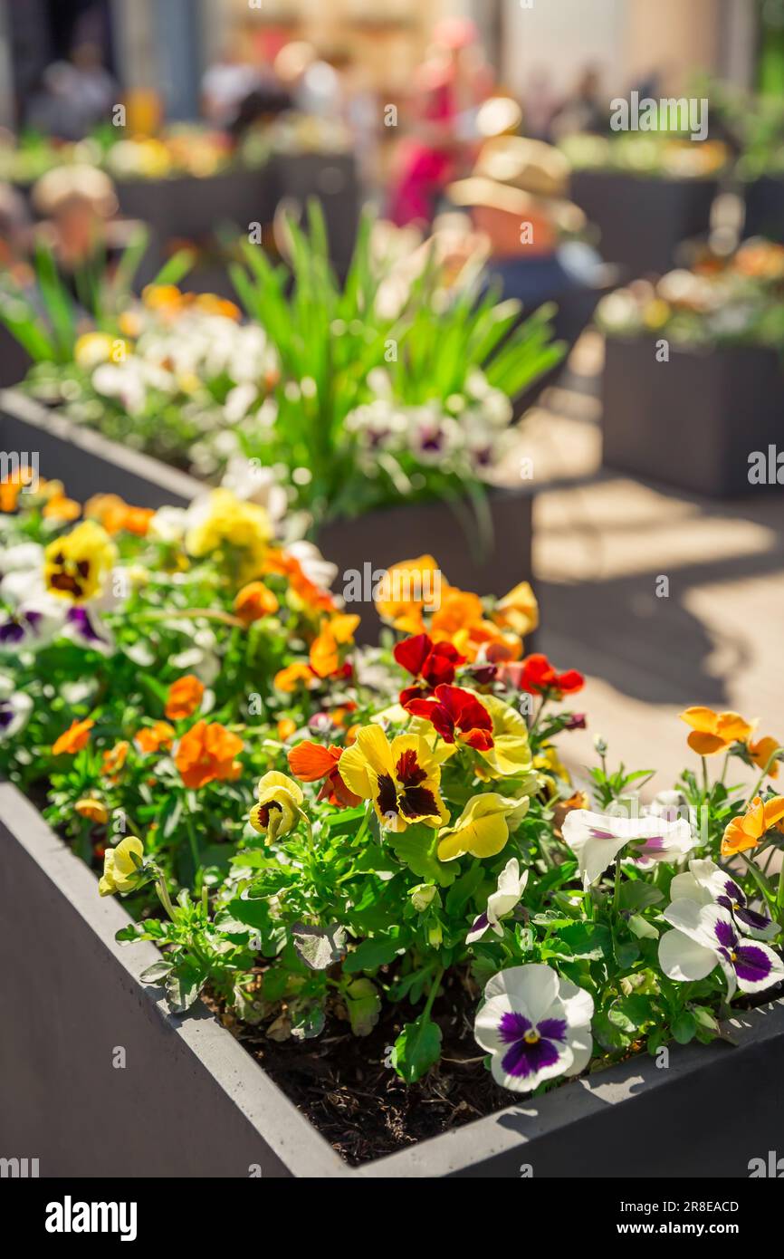 Outdoor vasi di fiori per il piccolo giardino, patio o terrazza Foto Stock