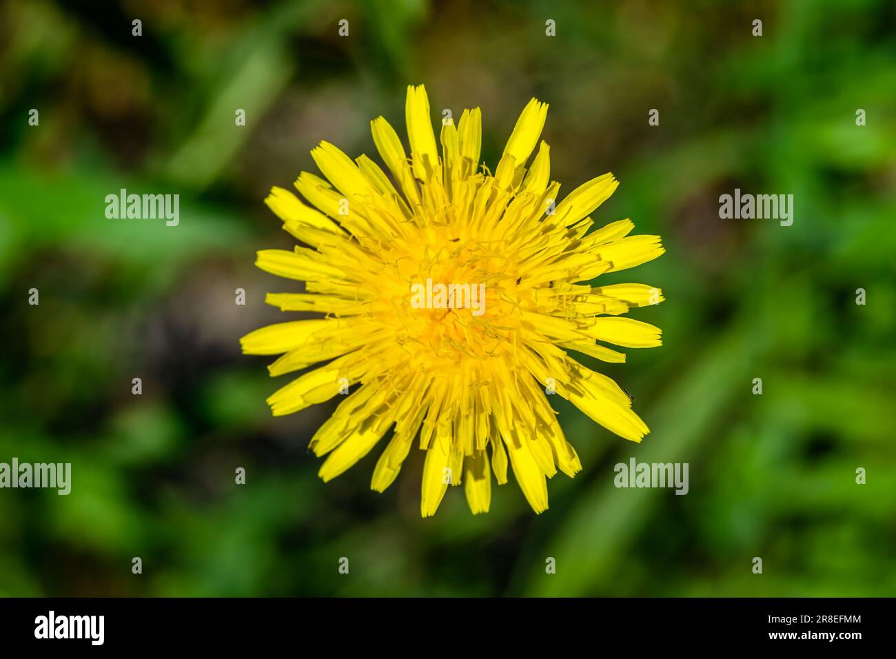 Bellissimo fiore selvatico tarassaco giallo su prato di fondo, foto che consiste di fiori selvatici tarassolo giallo a prato, crescita selvatica Foto Stock