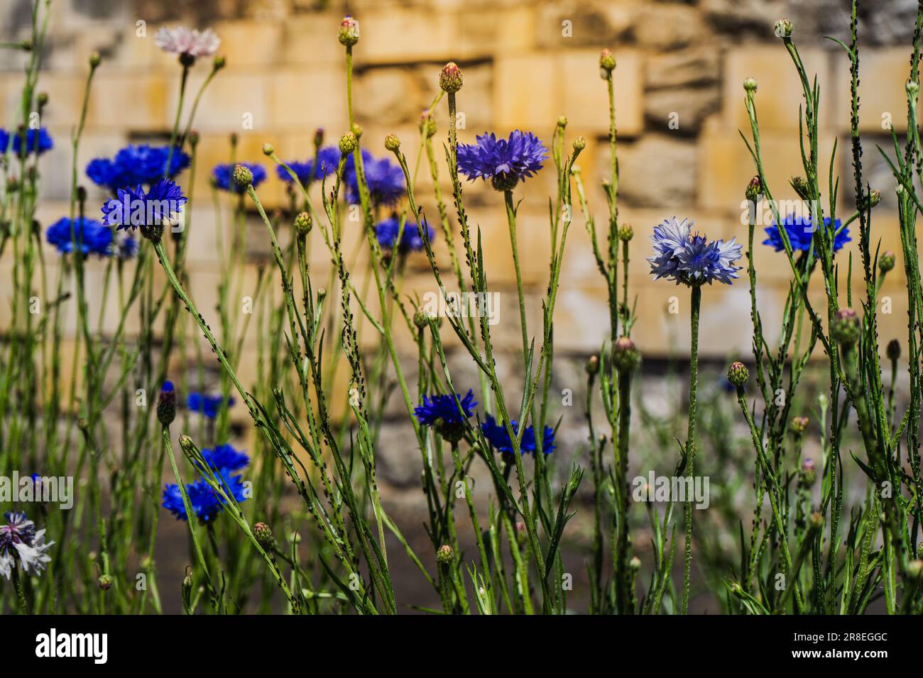 Fiori blu illuminati dal sole nel giardino sullo sfondo di una parete di pietra gialla di York. Foto Stock
