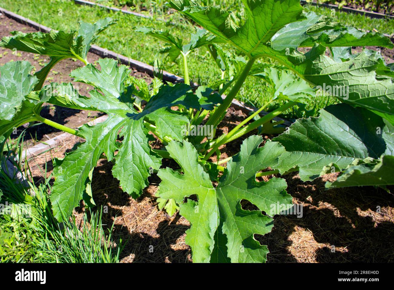 Piante di zucchine in un giardino di campagna Foto Stock
