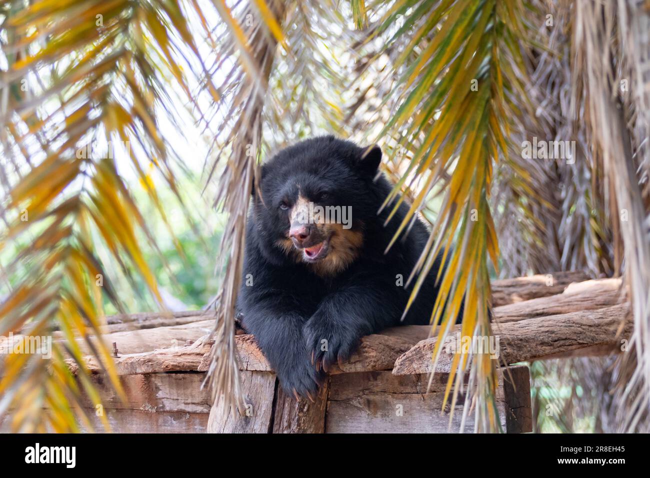 L'orso Spectacled o orso andino sono una sottospecie che vive in Sud America (Tremarctos ornatus) Ritratto e fuoco selettivo Foto Stock