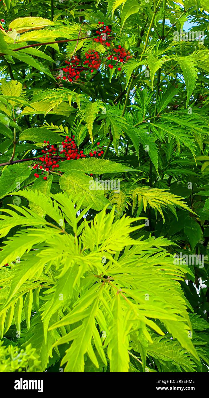 Alberi decorativi e piante in giardino. Parchi e luoghi di ricreazione. spazio di copia Foto Stock