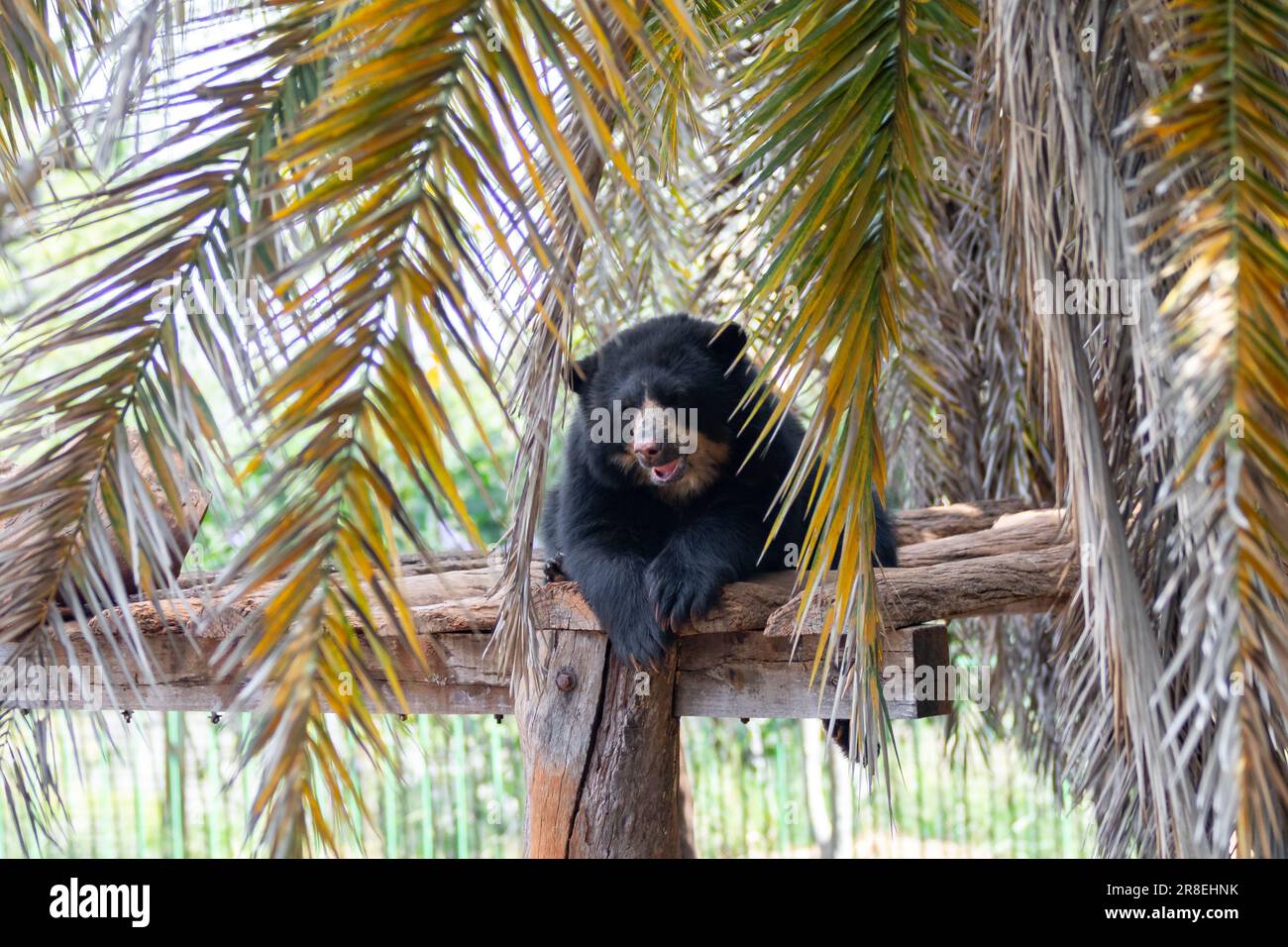 L'orso Spectacled o orso andino sono una sottospecie che vive in Sud America (Tremarctos ornatus) Ritratto e fuoco selettivo Foto Stock