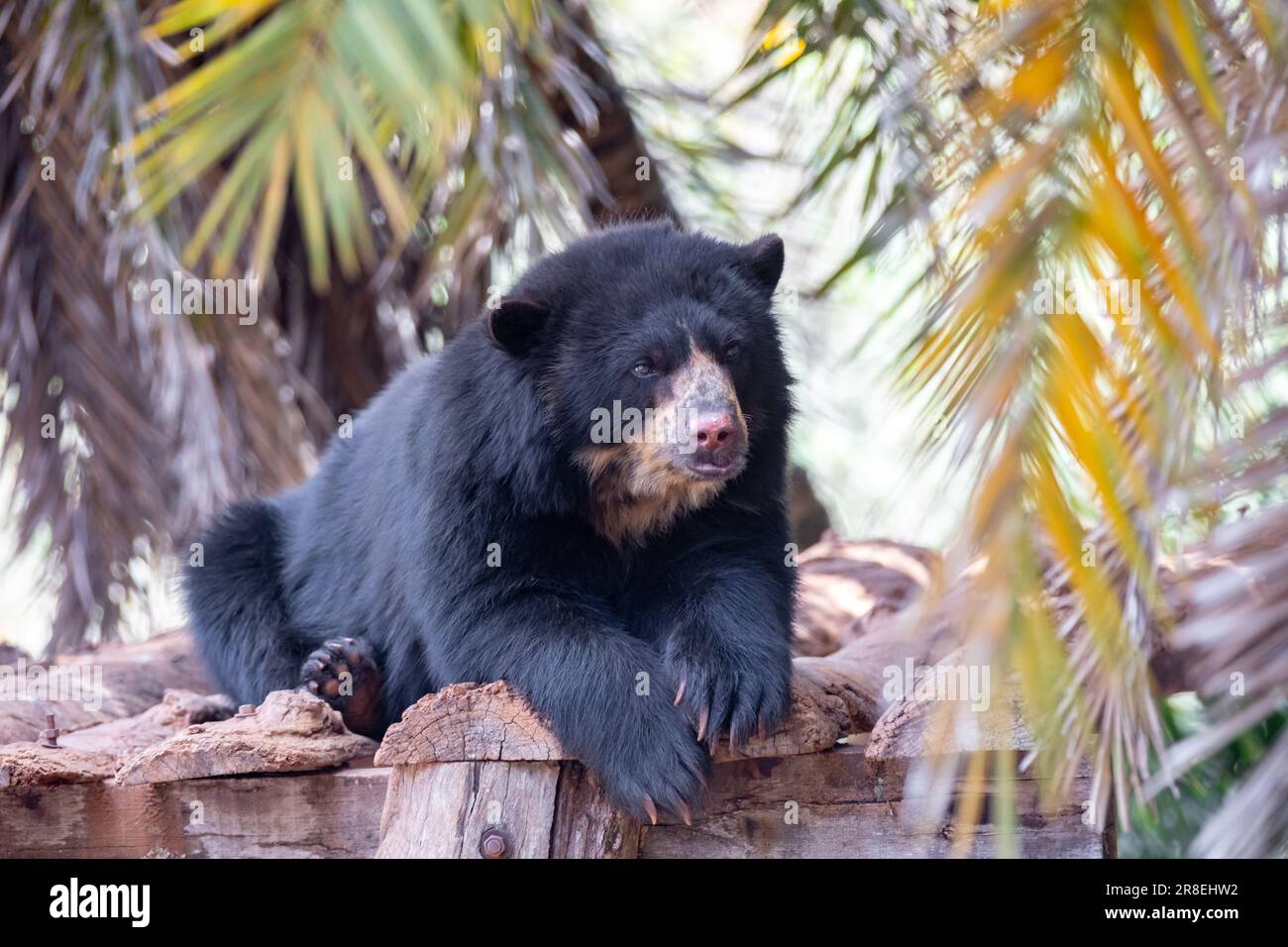 L'orso Spectacled o orso andino sono una sottospecie che vive in Sud America (Tremarctos ornatus) Ritratto e fuoco selettivo Foto Stock