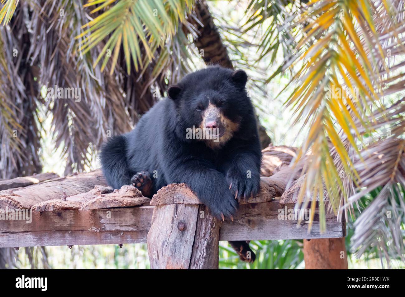 L'orso Spectacled o orso andino sono una sottospecie che vive in Sud America (Tremarctos ornatus) Ritratto e fuoco selettivo Foto Stock
