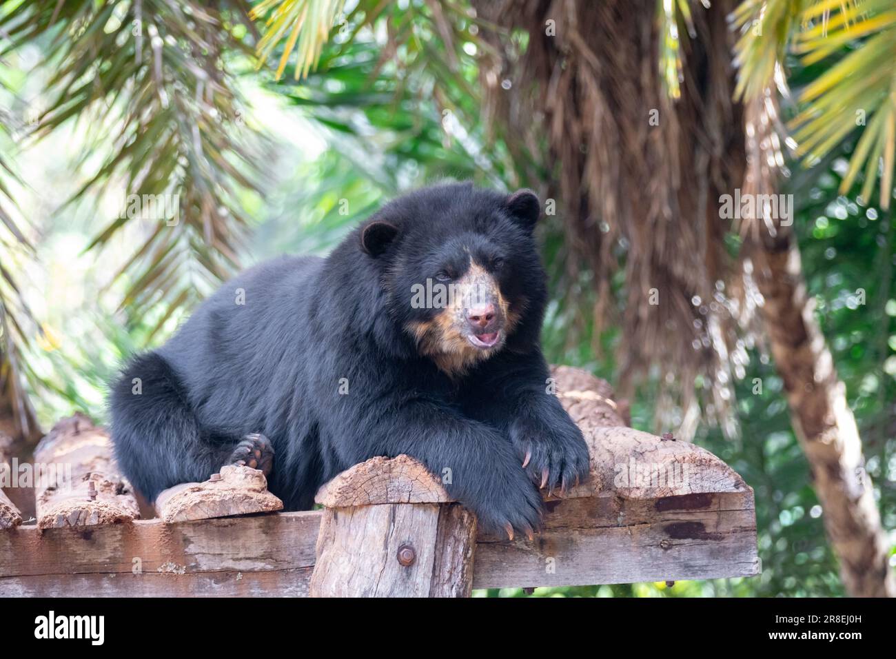 L'orso Spectacled o orso andino sono una sottospecie che vive in Sud America (Tremarctos ornatus) Ritratto e fuoco selettivo Foto Stock