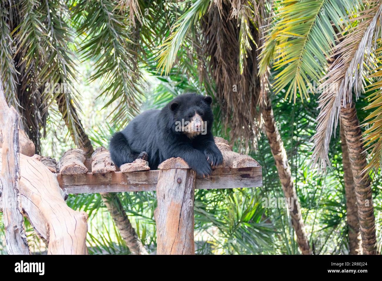 L'orso Spectacled o orso andino sono una sottospecie che vive in Sud America (Tremarctos ornatus) Ritratto e fuoco selettivo Foto Stock