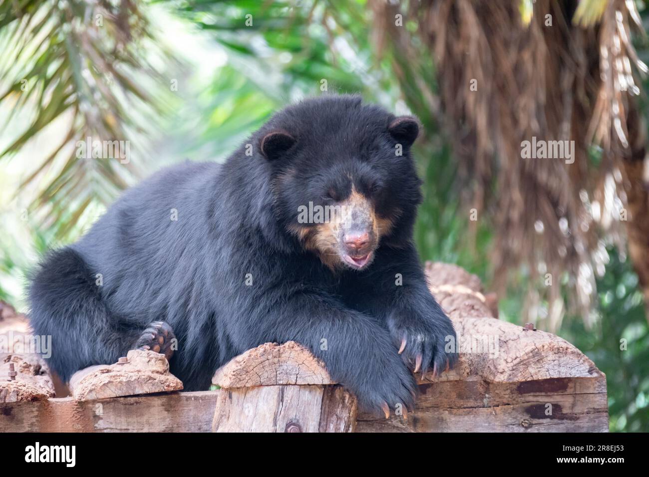 L'orso Spectacled o orso andino sono una sottospecie che vive in Sud America (Tremarctos ornatus) Ritratto e fuoco selettivo Foto Stock