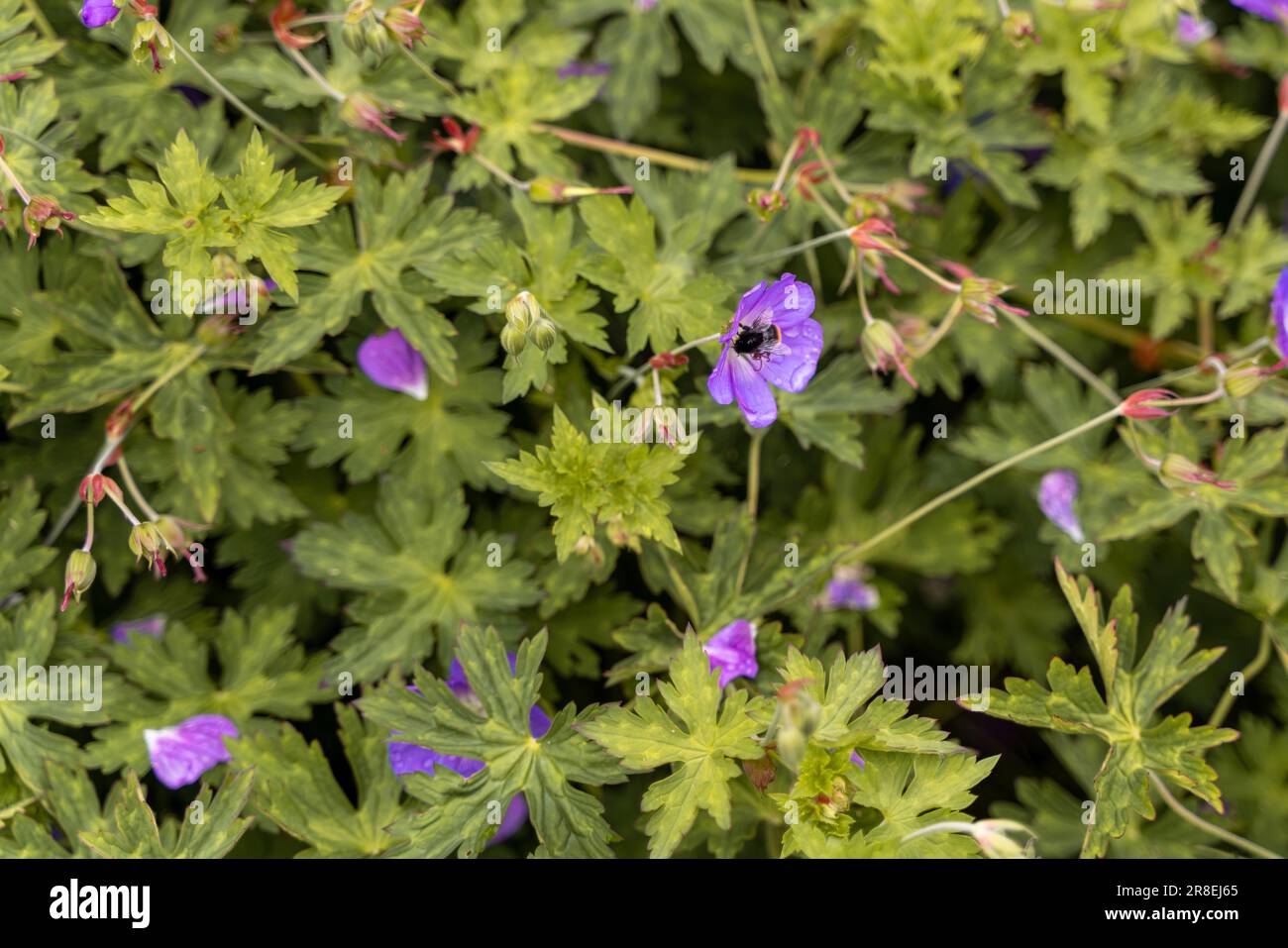 bumble bees su fiori viola Foto Stock