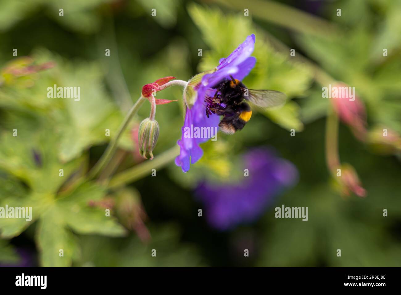 bumble bees su fiori viola Foto Stock