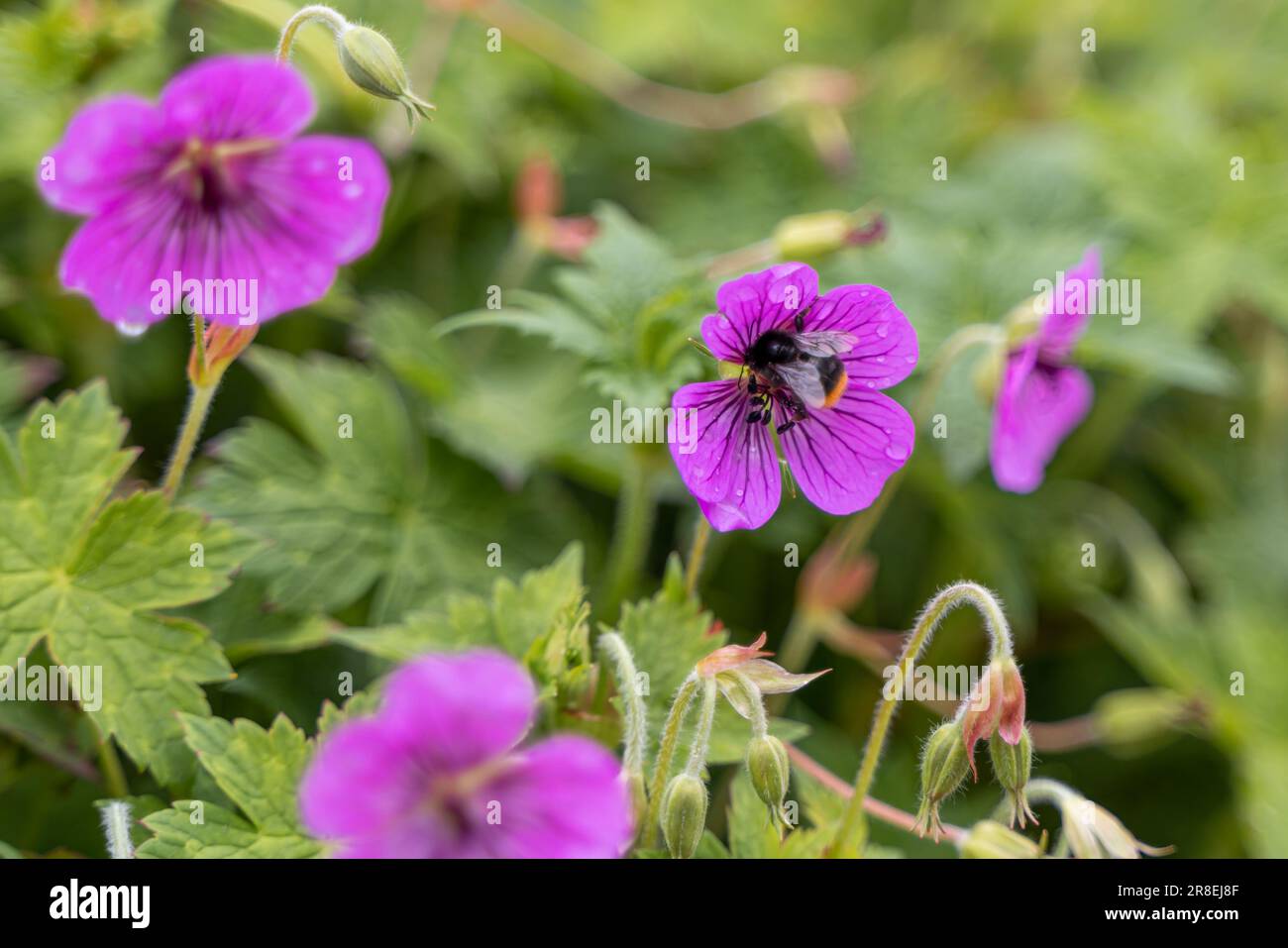 bumble bees su fiori viola Foto Stock