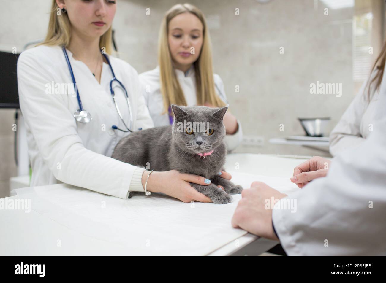 I veterinari esaminano un gatto su un tavolo in una clinica veterinaria. Un gruppo di medici di clinica veterinaria con uno stetoscopio. Clinica operativa per animali domestici Foto Stock