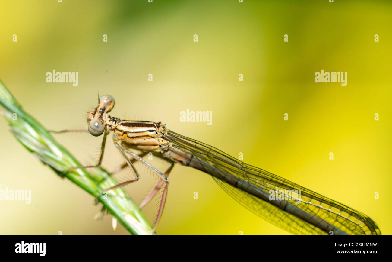 dragonfly su una foglia macro shot Foto Stock