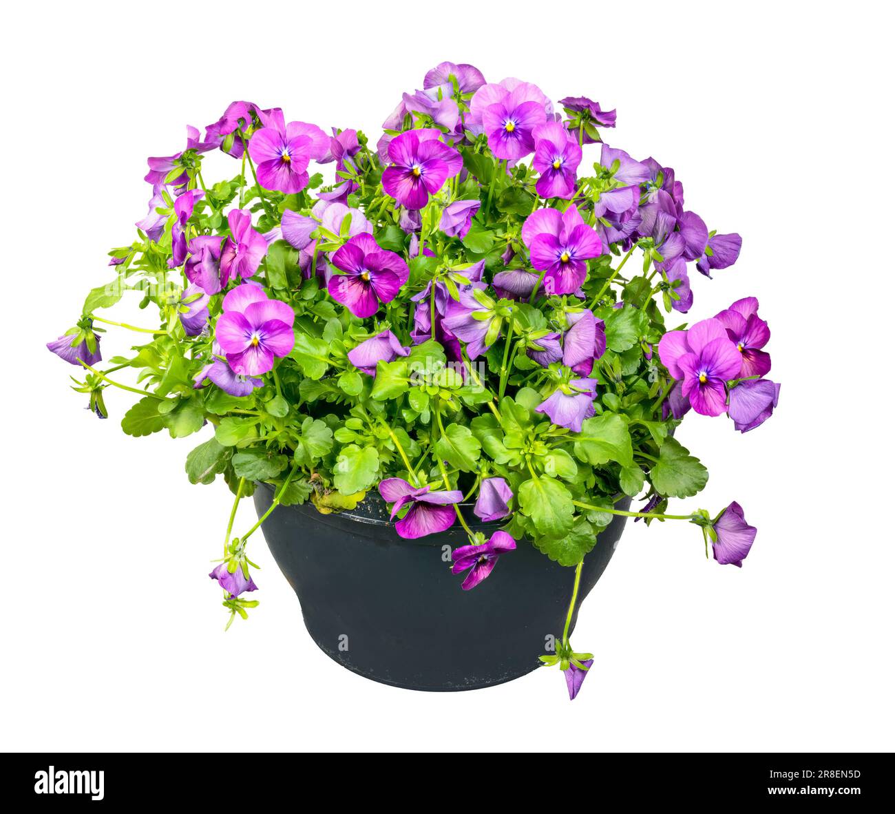 Primo piano di fiori isolati viola potetto Foto Stock