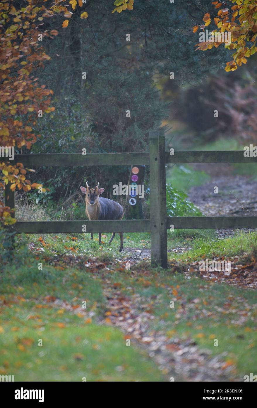 muntjac (muntiacus) cervi sul sentiero rurale weybourne, nord norfolk inghilterra Foto Stock