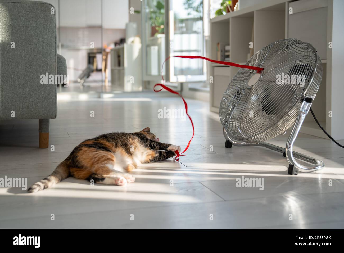 Caldo estivo e animali domestici a casa. Gatto domestico sdraiato sul  pavimento, scappa dal calore con l'aiuto di ventilatore Foto stock - Alamy
