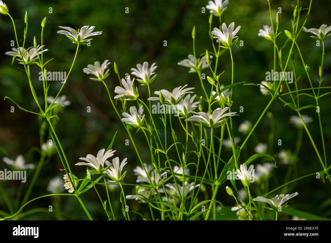 Olostea di Stellaria. Delicati fiori forestali di ceci, di Stellaria ologstea o di Echte Sternmiere. sfondo floreale. fiori bianchi su un naturale gr Foto Stock