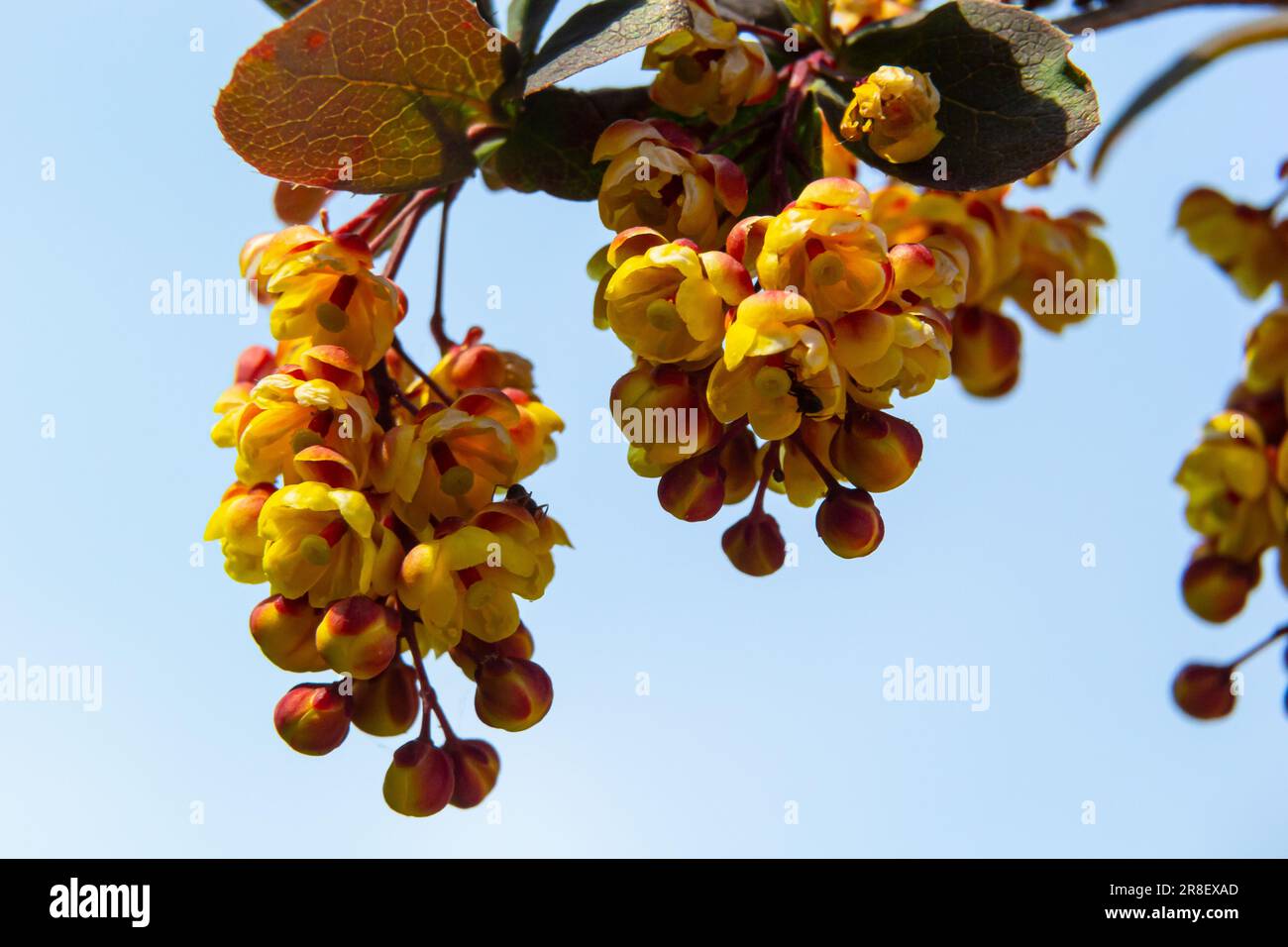 Berberis thunbergii arbusto fiorito ornamentale alla bacca giapponese, gruppo di bei fiori di petalo giallo in fiore, foglie viola-rossastre. Foto Stock