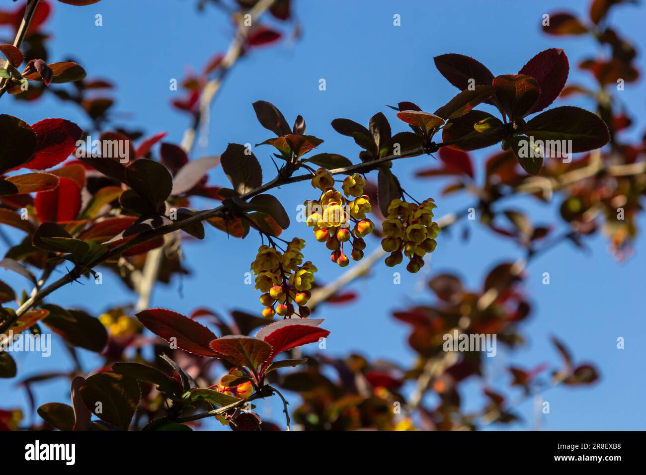 Berberis thunbergii arbusto fiorito ornamentale alla bacca giapponese, gruppo di bei fiori di petalo giallo in fiore, foglie viola-rossastre. Foto Stock