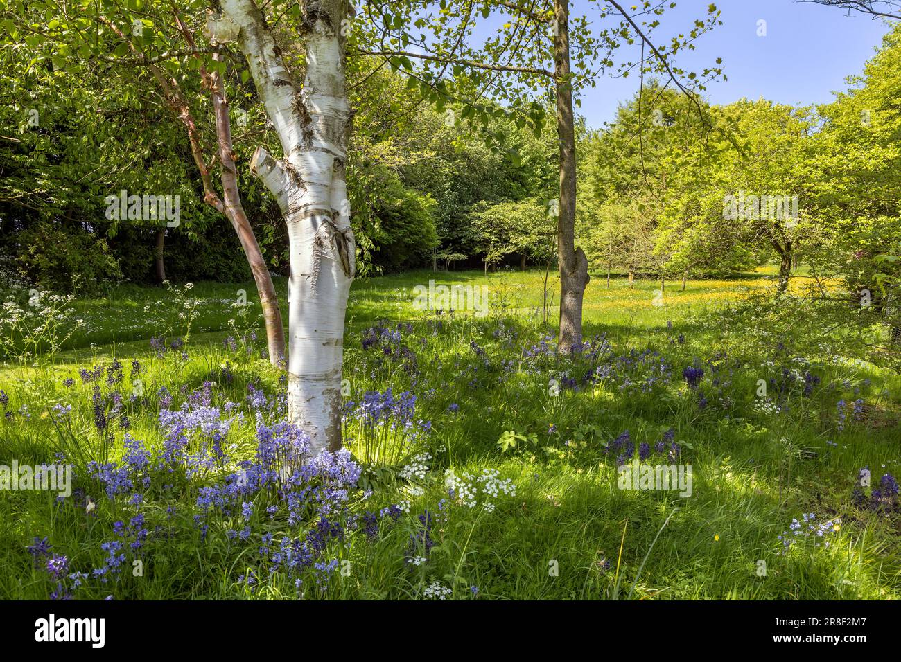 Fiori selvatici nel bosco di Cotswold a Upton Wold vicino a Moreton-in-Marsh, Gloucestershire, Inghilterra. Foto Stock