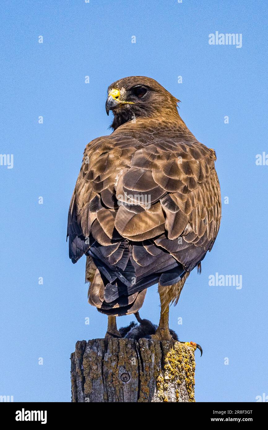 Un falco dalla coda Dark Morph Red con pranzo al San Luis National Wildlife Refuge nella Central Valley della California USA Foto Stock