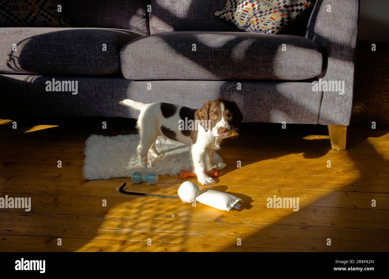 Dare uno spaniel giocattoli interessanti li incoraggia a svilupparsi più velocemente Foto Stock