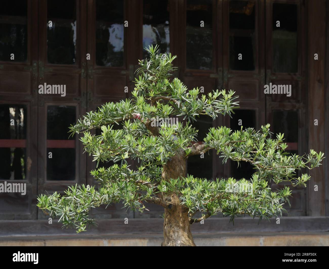 Vietnam, provincia di Thua Thien Hue, Città di Hue, dichiarata Patrimonio dell'Umanità dall'UNESCO, Bonsai a Città Proibita o Città Viola nel cuore dell'Imperiale Foto Stock