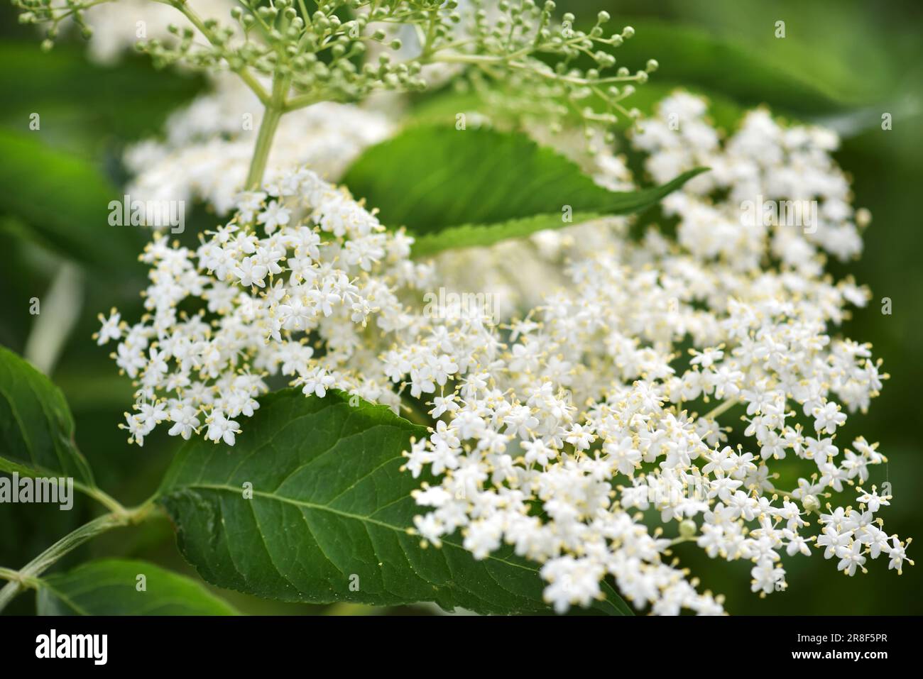 Sambucus nero (Sambucus nigra) fiori bianchi fioriscono. Macro di fiori delicati cluster su sfondo verde scuro in giardino di primavera. Messa a fuoco selettiva. Foto Stock
