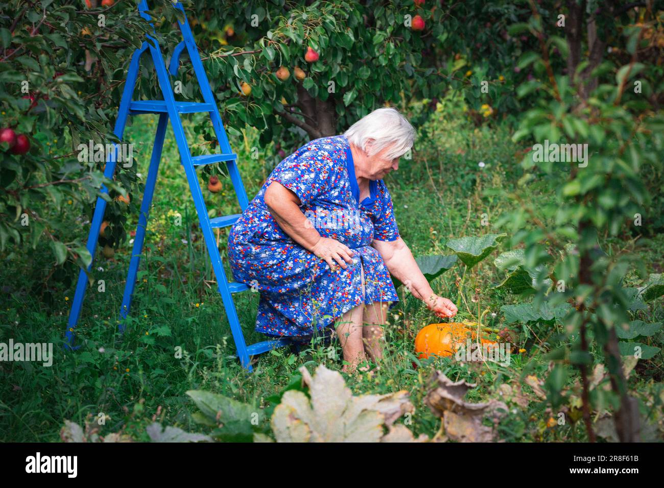 Senior contadina raccolta raccolto autunnale di zucche in azienda. L'agricoltura. Il ringraziamento e la preparazione di Halloween Foto Stock