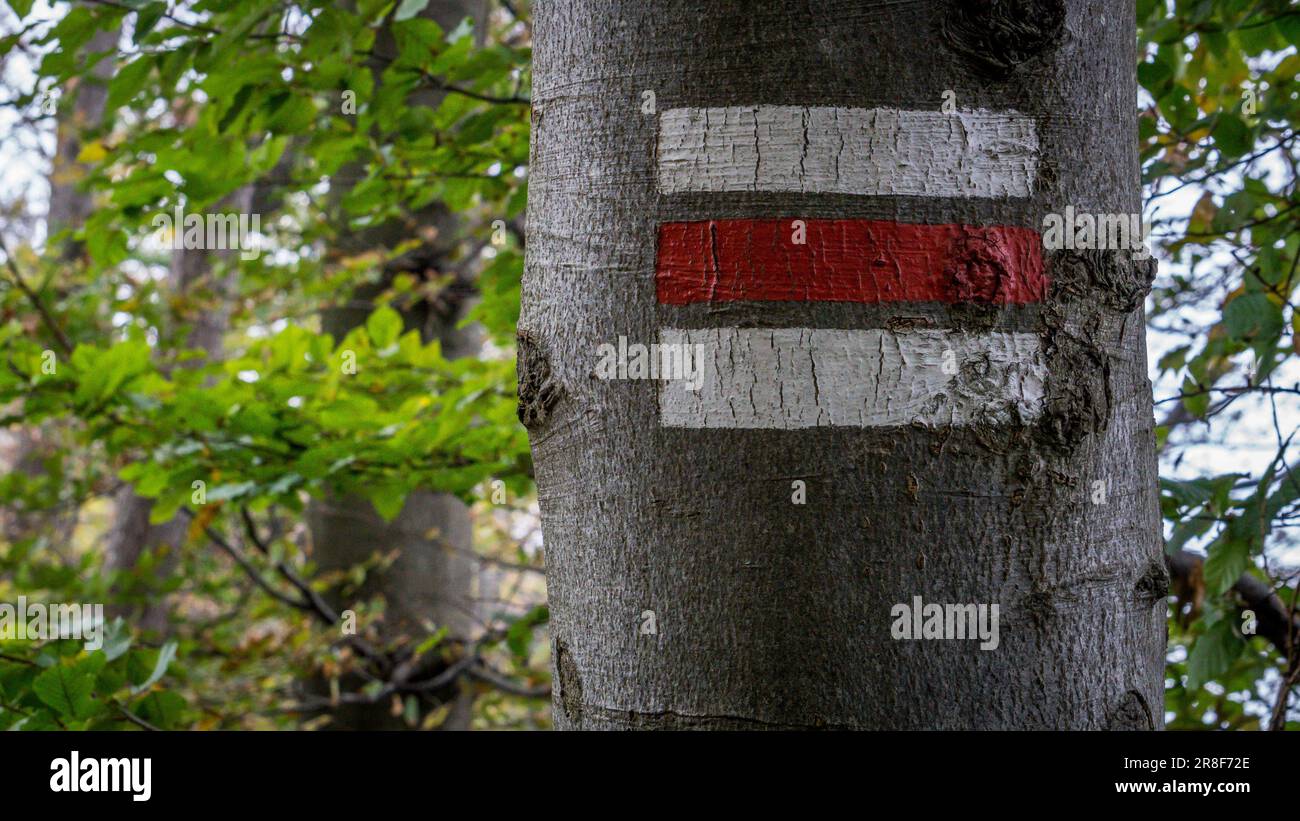 Una vista ravvicinata di una vernice rossa e bianca brillante su un tronco d'albero per gli escursionisti Foto Stock