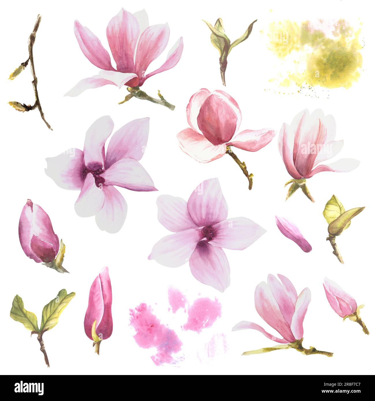 Set di fiori di Magnolia, illustrazione ad acquerello. Disegnato a mano isolato su sfondo bianco. Elementi floreali per il disegno della carta, inviti Foto Stock