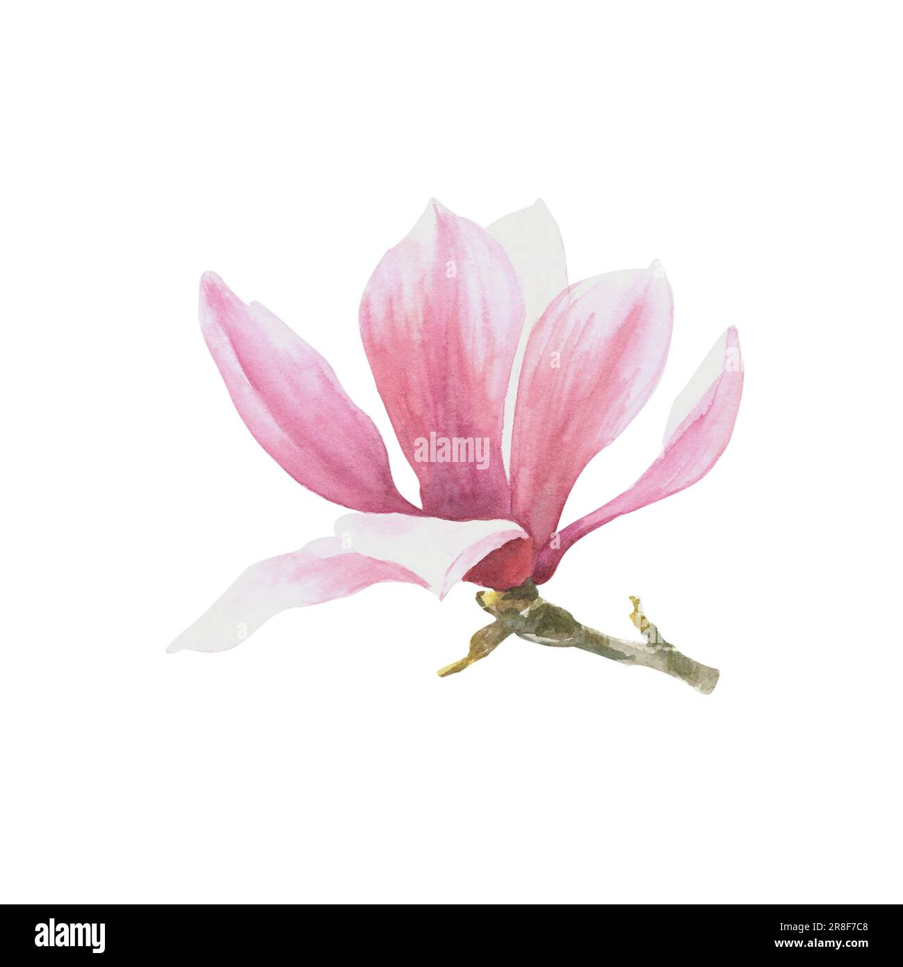Fiore rosa Magnolia Acquerello. Illustrazione disegnata a mano isolata su sfondo bianco. Per la progettazione di saluti, inviti, biglietti di nozze Foto Stock