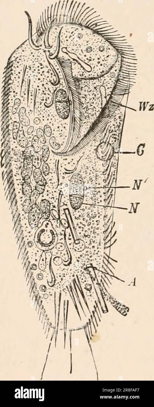 « Testo elementare-libro di zoologia, tr. Ed. Di Adam Sedgwick, con l'assistenza di F. G. Heathcote' (1892-1893) Foto Stock