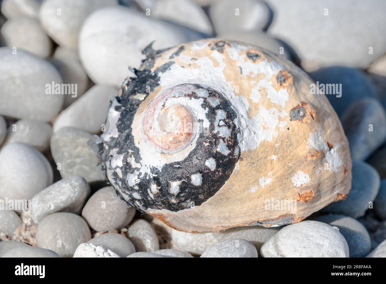 Alikreukel (Turbo sarmaticus) turbante sudafricano, turbante gigante, chiocciola di mare per primo piano, mollusco gasteropode marino adagiato su ciottoli Foto Stock