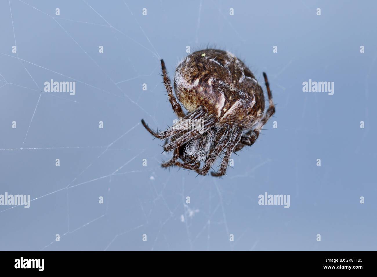 Körbchenspinne, Körbchen-Spinne, Agalenatea redii, Agalenatea redi, ginestre orbweaver, Echte Radnetzspinnen, Araneidae, Araneae Foto Stock