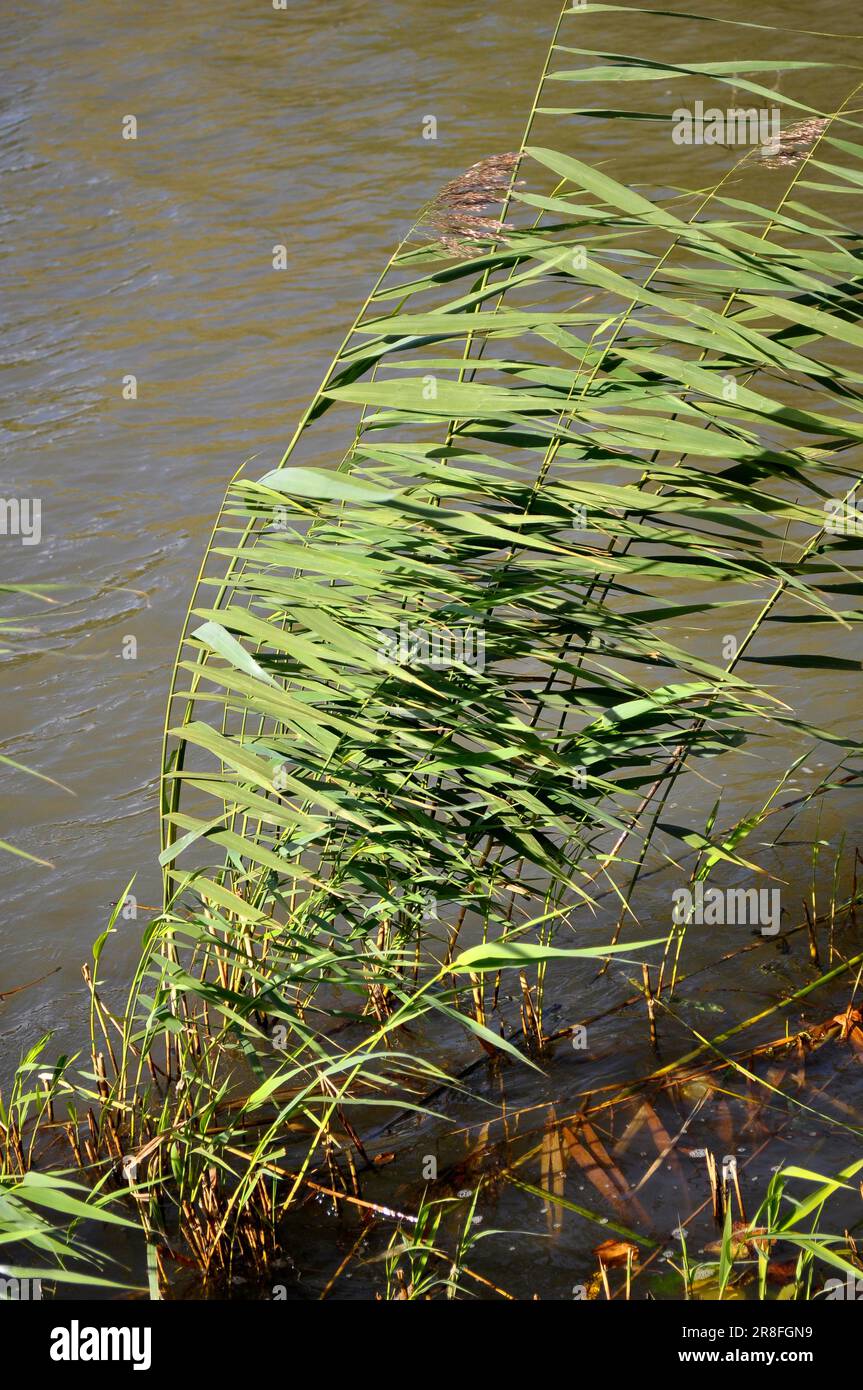 ENSINGER, lago, zona Stromberg vicino Vaihingen, E. Reeds sul lago in forte vento, tempesta Foto Stock