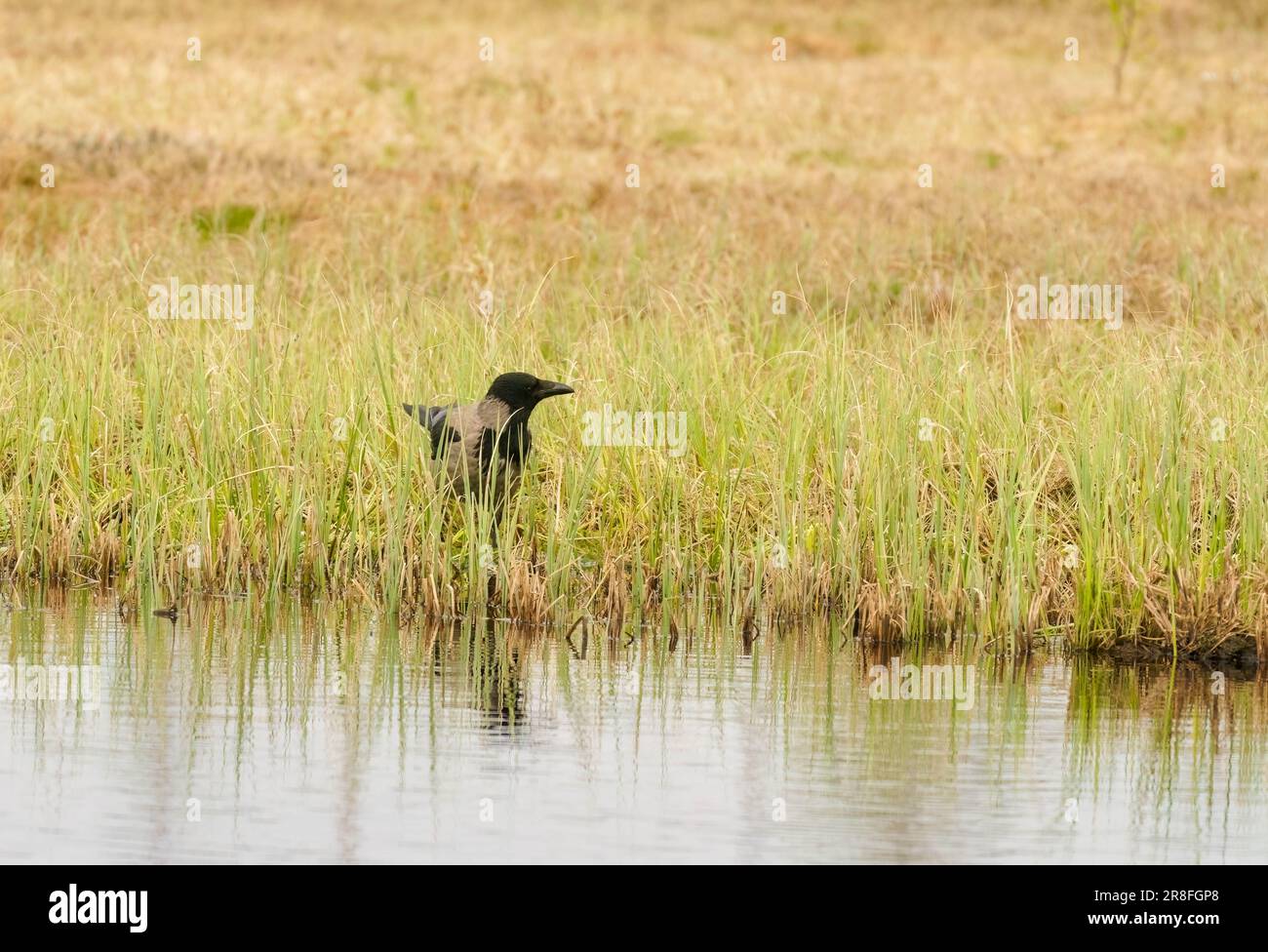 Corvo con cappuccio (Corvus cornix) sul lato dell'acqua, Kostamustie Finlandia. Giugno 2023 Foto Stock