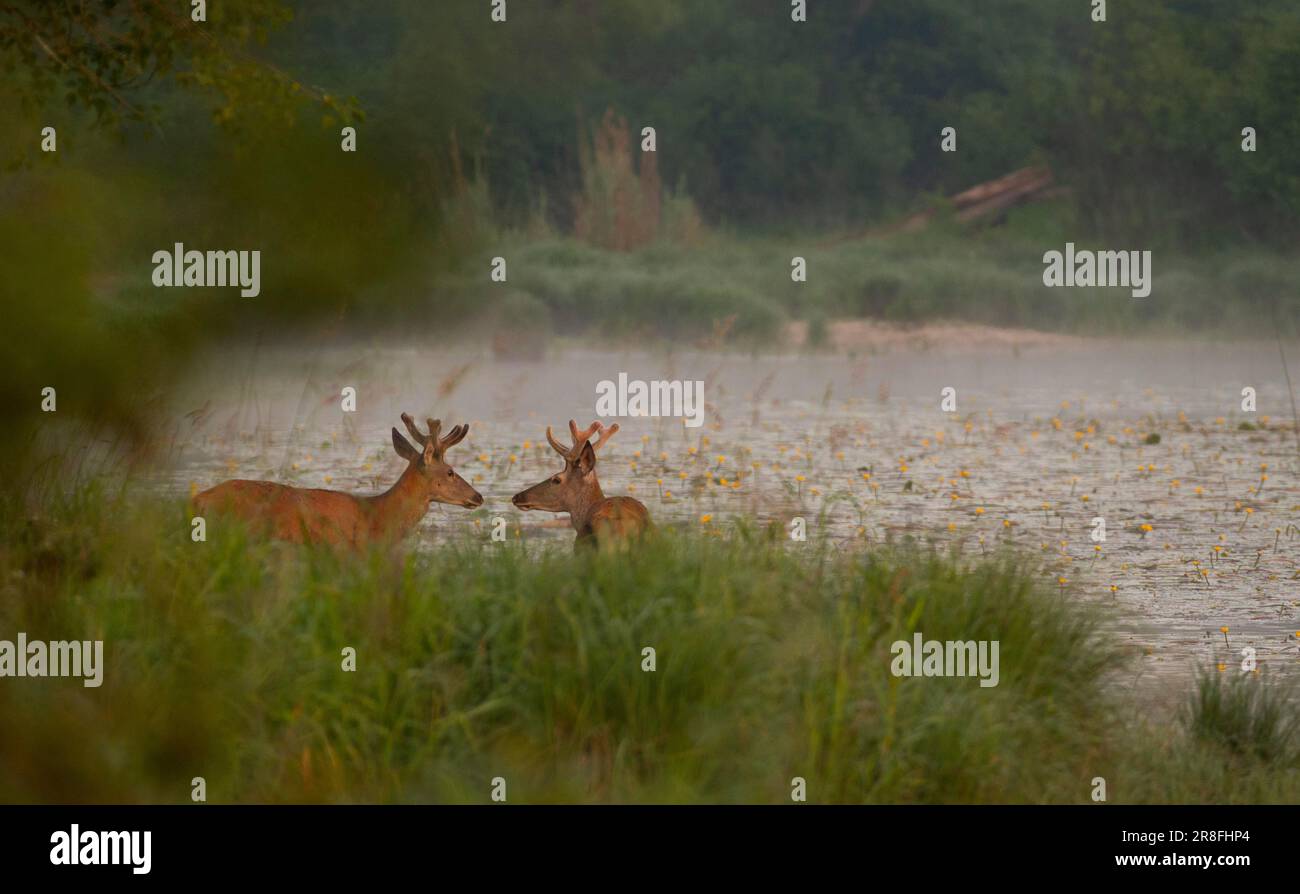 Cervi rossi (Cervus elaphus), corna di velluto, acqua, nebbia, bassa Austria Foto Stock