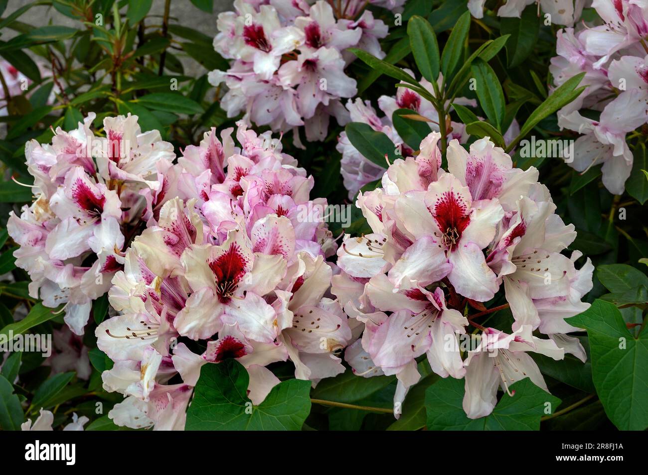 Rhododendron, famiglia di brughiera (Ericaceae), Allgaeu, Baviera, Germania Foto Stock