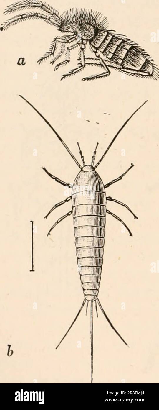 « Testo elementare-libro di zoologia, tr. Ed. Di Adam Sedgwick, con l'assistenza di F. G. Heathcote' (1892-1893) Foto Stock