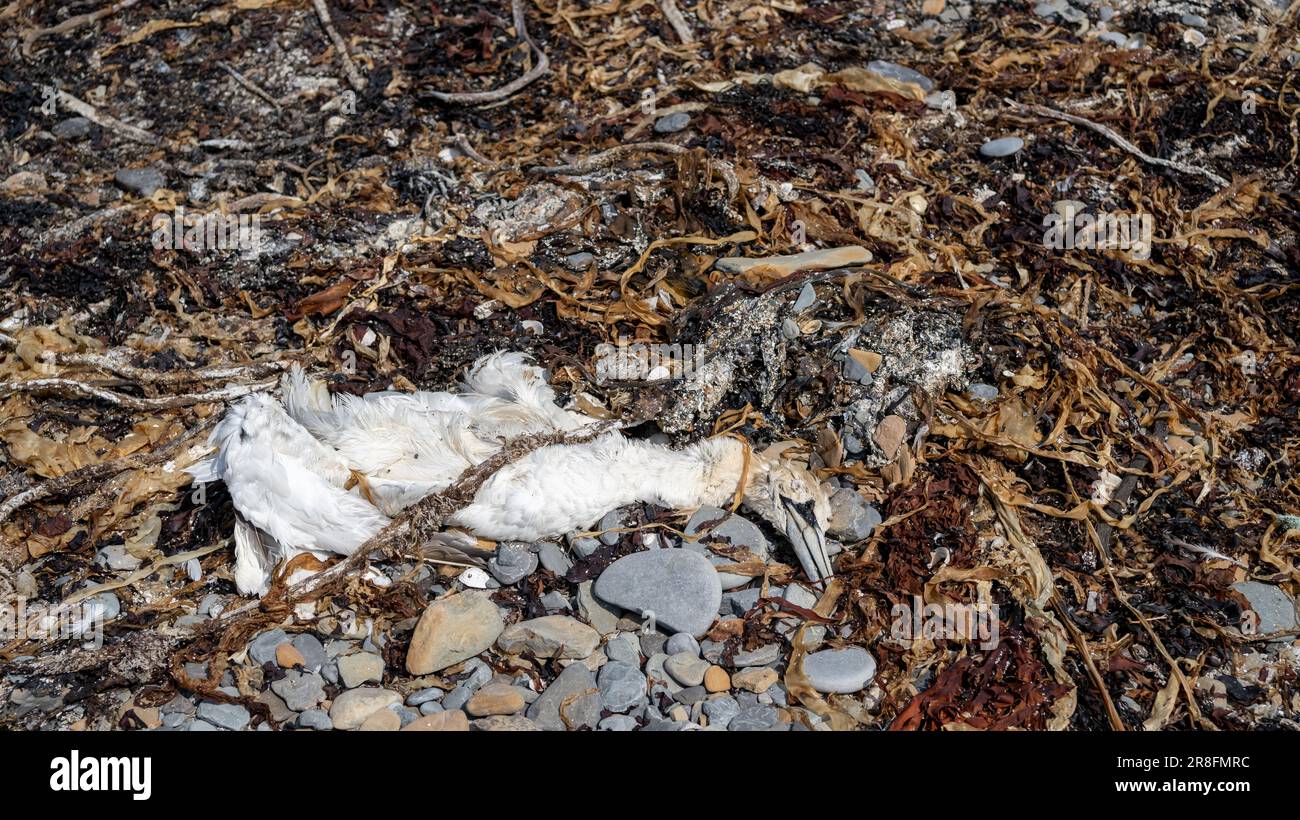 Dead Gannet si è innaffato sulla riva del mare, Orkney, Regno Unito. Foto Stock