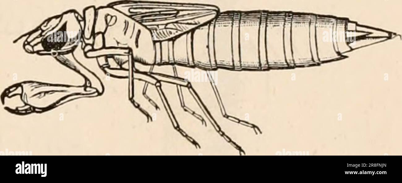 « Testo elementare-libro di zoologia, tr. Ed. Di Adam Sedgwick, con l'assistenza di F. G. Heathcote' (1892-1893) Foto Stock