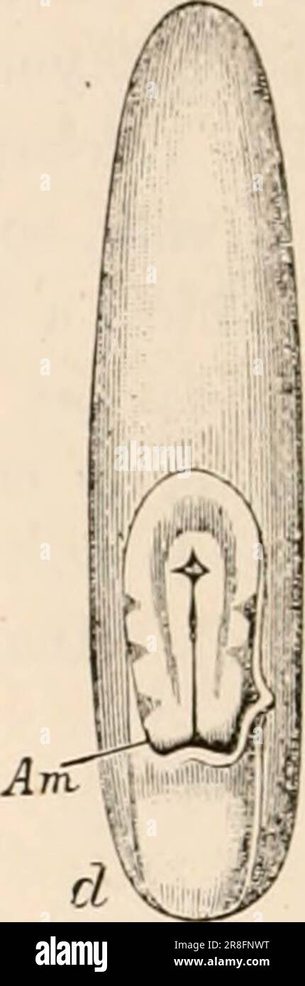 « Testo elementare-libro di zoologia, tr. Ed. Di Adam Sedgwick, con l'assistenza di F. G. Heathcote' (1892-1893) Foto Stock