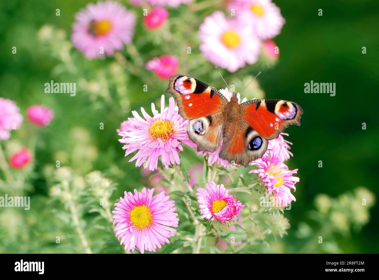 Farfalla di Peacock e fiori rosa di astro Foto Stock