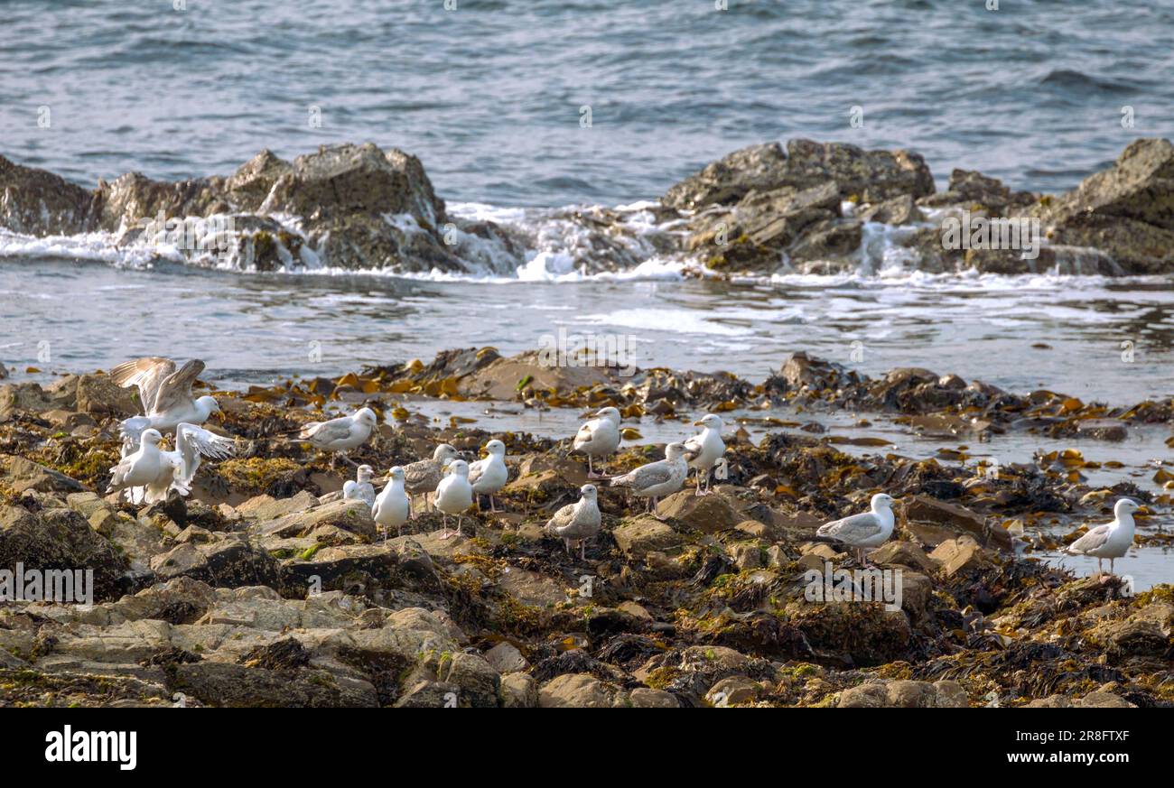 Un gruppo di Larinae si trova sulle rocce vicino al mare a Cullen, Morayshire, Scozia, Regno Unito Foto Stock